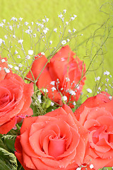 Image showing Red rose as a natural and holidays background