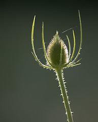 Image showing Teasel