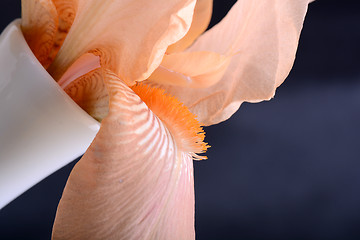 Image showing Orange Cosmos flower on black background