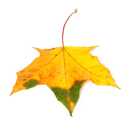 Image showing Autumn multicolor maple leaf