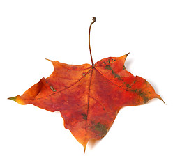 Image showing Red autumn maple leaf