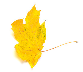 Image showing Yellow autumn maple-leaf isolated