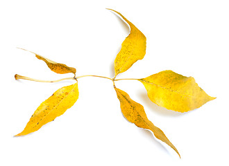 Image showing Yellow autumnal ash-tree leaves on white background