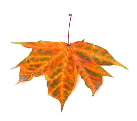 Image showing Multicolor autumn maple-leaf