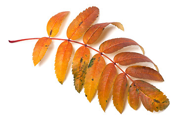Image showing Autumnal rowan leaf
