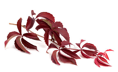 Image showing Branch of dark red autumn grapes leaves