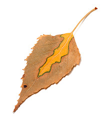 Image showing Dry multicolor autumn leaf of birch