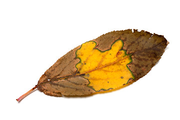 Image showing Multicolor dried autumn leaf