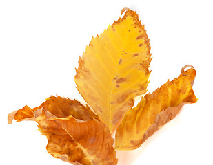 Image showing Part of dried yellow ash-tree leaf