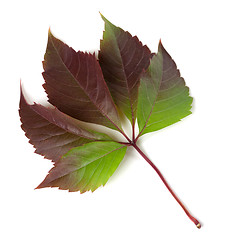 Image showing Multicolor autumnal virginia creeper leaf