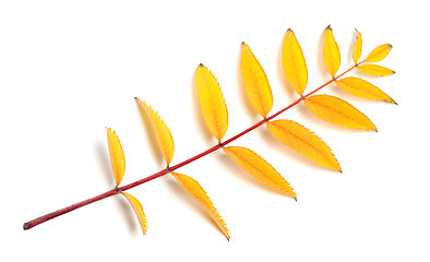 Image showing Yellow autumn rowan leaf