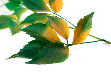 Image showing Multicolor grapes leaves (Parthenocissus quinquefolia foliage)