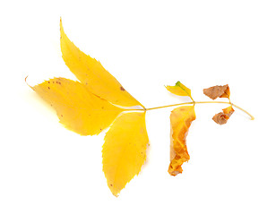 Image showing Dry yellow ash-tree leaf