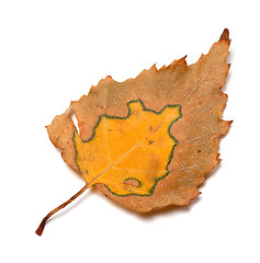 Image showing Autumn birch leaf