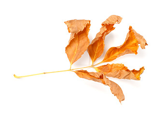 Image showing Dry autumnal ash-tree leaves