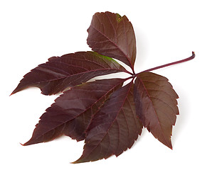 Image showing Autumn virginia creeper leaf (Parthenocissus quinquefolia foliag