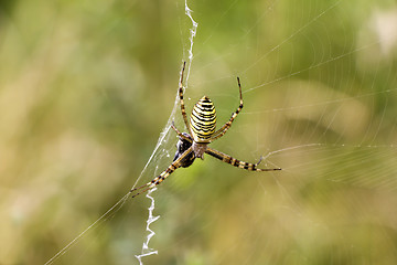 Image showing Spider with prey