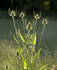 Image showing Teasel 2