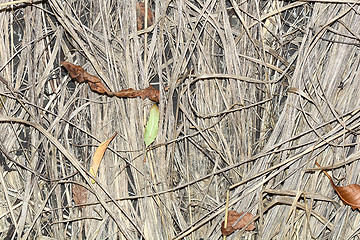 Image showing Lone green fir tree leaf on a backcloth of wood chips