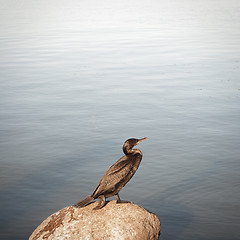 Image showing Cormorant standing on the rock