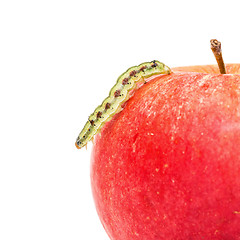 Image showing Green Caterpillar Creeps on Red Apple