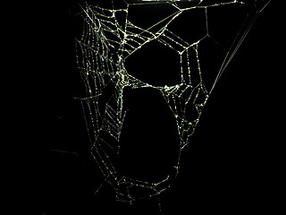 Image showing Spider web