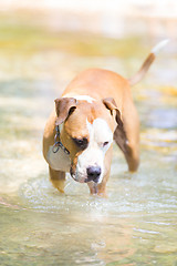 Image showing American staffordshire terrier dog playing in water.