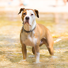 Image showing American staffordshire terrier dog playing in water.