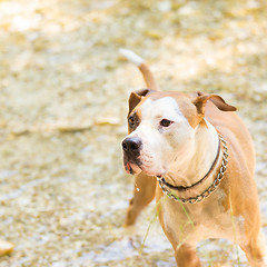 Image showing American staffordshire terrier dog playing in water.