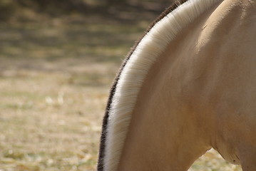 Image showing forelock of a norwegian fjord horse (black and white)