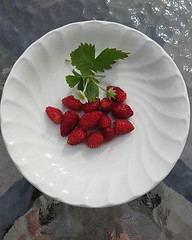 Image showing Wild strawberries