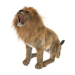 Image showing Male Lion