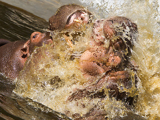 Image showing Two fighting hippos (Hippopotamus amphibius)