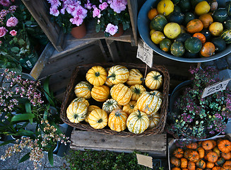 Image showing Yellow decorative  pumpkins in denmark in a shop