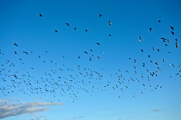 Image showing Bird in the blue sky in denmark