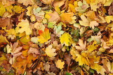 Image showing Autumn leaves details