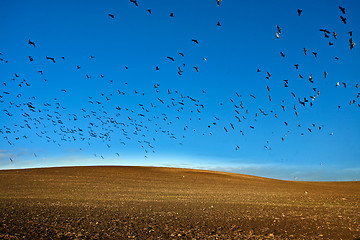 Image showing Field in Denmark in autumn with a blue sky and birds in the sky