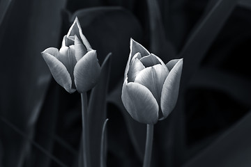 Image showing Black and white tulips in a garden