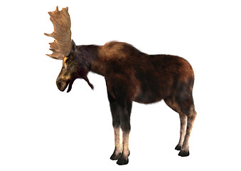 Image showing Moose