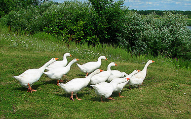 Image showing Gooses