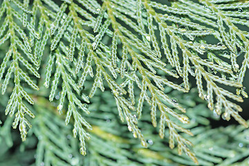 Image showing Cypress macro