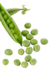 Image showing Fresh green pea pod