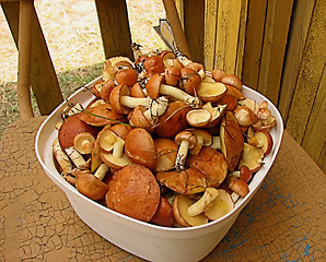 Image showing testy mushrooms