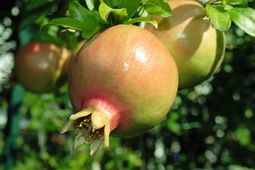 Image showing Pomegranate fruit