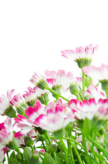 Image showing Beautiful pink flowers and green grass