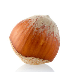 Image showing Hazelnut