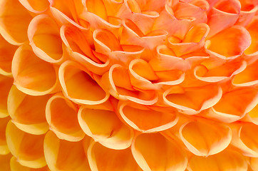 Image showing Dahlia closeup