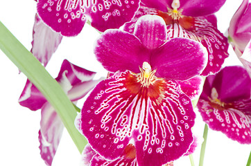 Image showing Pansy Orchid - Miltonia Lawless Falls 