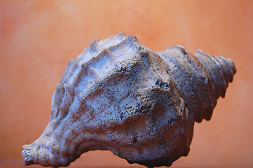 Image showing shell