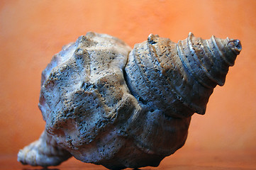 Image showing shell